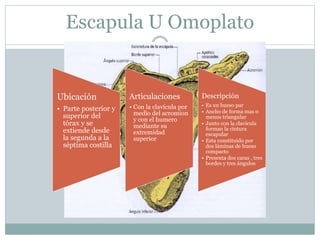 Escapula U Omoplato
Ubicación
• Parte posterior y
superior del
tórax y se
extiende desde
la segunda a la
séptima costilla
Articulaciones
• Con la clavícula por
medio del acromion
y con el humero
mediante su
extremidad
superior
Descripción
• Es un hueso par
• Ancho de forma mas o
menos triangular
• Junto con la clavícula
forman la cintura
escapular
• Esta constituido por
dos láminas de hueso
compacto
• Presenta dos caras , tres
bordes y tres ángulos
 