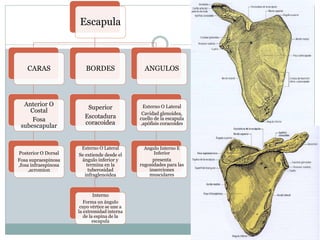 Escapula
CARAS
Anterior O
Costal
Fosa
subescapular
Posterior O Dorsal
Fosa supraespinosa
,fosa infraespinosa
,acromion
BORDES
Superior
Escotadura
coracoidea
Externo O Lateral
Se extiende desde el
ángulo inferior y
termina en la
tuberosidad
infraglenoidea
Interno
Forma un ángulo
cuyo vértice se une a
la extremidad interna
de la espina de la
escapula
ANGULOS
Externo O Lateral
Cavidad glenoidea,
cuello de la escapula
,apófisis coracoides
Angulo Interno E
Inferior
presenta
rugosidades para las
inserciones
musculares
 
