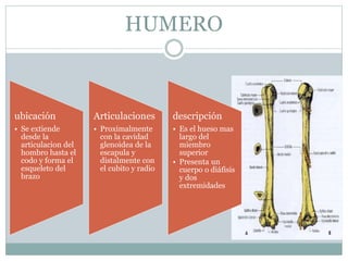 HUMERO
ubicación
• Se extiende
desde la
articulacion del
hombro hasta el
codo y forma el
esqueleto del
brazo
Articulaciones
• Proximalmente
con la cavidad
glenoidea de la
escapula y
distalmente con
el cubito y radio
descripción
• Es el hueso mas
largo del
miembro
superior
• Presenta un
cuerpo o diáfisis
y dos
extremidades
 