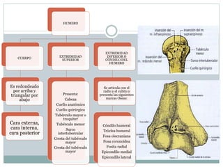 HUMERO
CUERPO
Es redondeado
por arriba y
triangular por
abajo
Cara externa,
cara interna,
cara posterior
EXTREMIDAD
SUPERIOR
Presenta:
Cabeza
Cuello anatómico
Cuello quirúrgico
Tubérculo mayor o
troquiter
Tubérculo menor
Surco
intertubercular
Cresta del tubérculo
mayor
Cresta del tubérculo
mayor
EXTREMIDAD
INFERIOR O
CÓNDILO DEL
HUMERO
Se articula con el
radio y el cubito y
presenta las siguientes
marcas Oseas:
Cóndilo humeral
Tróclea humeral
Fosa olecraniana
Fosa coronoidea
Fosita radial
Epicondilo medial
Epicondilo lateral
 