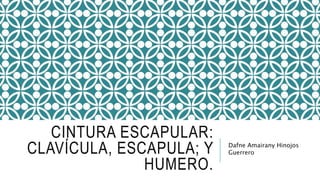 CINTURA ESCAPULAR:
CLAVÍCULA, ESCAPULA; Y
HUMERO.
Dafne Amairany Hinojos
Guerrero
 