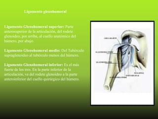 Ligamento glenohumeral


Ligamento Glenohumeral superior: Parte
anterosuperior de la articulación, del rodete
glenoideo, por arriba, al cuello anatómico del
húmero, por abajo.

Ligamento Glenohumeral medio: Del Tubérculo
supraglenoideo al tubérculo menos del húmero.

Ligamento Glenohumeral inferior: Es el más
fuerte de los tres. En la parte inferior de la
articulación, va del rodete glenoideo a la parte
anteroinferior del cuello quirúrgico del húmero.
 