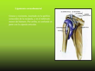 Ligamento coracohumeral


Grueso y resistente, insertado en la apófisis
coracoides de la escápula, y en el tubérculo
menor del húmero. Por arriba, se confunde en
parte con la cápsula articular.
 