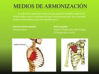 Los diversos segmentos óseos de que consta el miembro superior se
hallan unidos entre si mediante diversas articulaciones que van a permitir
amplios movimientos que este miembro goza.

Interserratoescapular                    Subescapular
Serrato mayor                            Tejido Celular Laxo Que Integra
                                         El Hueco de La Axila
 