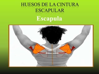 Escapula
 