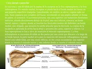 Cara dorsal o posterior
Es convexa y está dividida por la espina de la escápula en la fosa supraespinosa y la fosa
infraespinosa. En sentido medial, la espina se pierde hacia el borde medial del hueso en
una pequeña superficie triangular. Lateralmente, en cambio, se eleva y espesa cada vez
más, hasta separarse por completo del hueso, terminando en una amplia saliente en forma
de paleta: el acromion. El acromion presenta: una cara superior con numerosos foramenes
nutricios, situada directamente debajo de la piel; una cara inferior, cóncava; un borde
lateral, espeso y rugoso, donde se insertan los fascículos medios del deltoides; un borde
medial, más delgado, que presenta la carilla articular para la clavícula. La espina de la
escápula es aplanada de arriba hacia abajo y presenta dos caras, superior e inferior. La
fosa suprespinosa es lisa y sirve de inserción al músculo supraespinoso. La fosa
infraespinosa se encuentra dividida en dos partes por una cresta que discurre a lo largo de
su borde lateral, la parte medial sirve para la inserción del músculo infraespinoso; la parte
lateral está subdividida, por una cresta oblicua, en dos zonas secundarias: una superior
donde se inserta el redondo menor y otra inferior donde se inserta el redondo mayor.
 