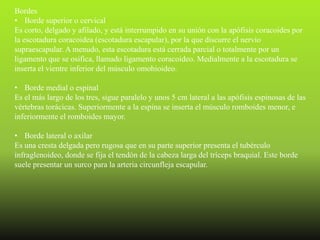 Bordes
• Borde superior o cervical
Es corto, delgado y afilado, y está interrumpido en su unión con la apófisis coracoides por
la escotadura coracoidea (escotadura escapular), por la que discurre el nervio
supraescapular. A menudo, esta escotadura está cerrada parcial o totalmente por un
ligamento que se osifica, llamado ligamento coracoideo. Medialmente a la escotadura se
inserta el vientre inferior del músculo omohioideo.

• Borde medial o espinal
Es el más largo de los tres, sigue paralelo y unos 5 cm lateral a las apófisis espinosas de las
vértebras torácicas. Superiormente a la espina se inserta el músculo romboides menor, e
inferiormente el romboides mayor.

• Borde lateral o axilar
Es una cresta delgada pero rugosa que en su parte superior presenta el tubérculo
infraglenoideo, donde se fija el tendón de la cabeza larga del tríceps braquial. Este borde
suele presentar un surco para la arteria circunfleja escapular.
 