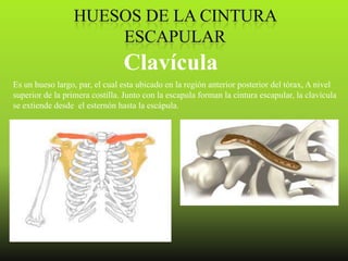 Clavícula
Es un hueso largo, par, el cual esta ubicado en la región anterior posterior del tórax, A nivel
superior de la primera costilla. Junto con la escapula forman la cintura escapular, la clavícula
se extiende desde el esternón hasta la escápula.
 