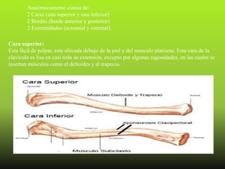 Anatómicamente consta de:
        2 Caras (una superior y una inferior)
        2 Bordes (borde anterior y posterior)
        2 Extremidades (acromial y esternal).

Cara superior:
Esta fácil de palpar, esta ubicada debajo de la piel y del musculo platisma. Esta cara de la
clavícula es lisa en casi toda su extensión, excepto por algunas rugosidades, en las cuales se
insertan músculos como el deltoides y el trapecio.
 