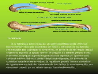 Cara inferior

     En su parte media esta excavada por una depresión alargada donde se ubica el
musculo subclavio Este cara esta limitado por bordes o labios que a su vez funciona
como inserción para la aponeurosis clavipectoral. En dirección a la parte media (hacia el
esternón) se encuentra un agujero nutricio. En dirección a la parte del extremo esternal
se encuentra una pequeña superficie rugosallamada la impresión del ligamento costo
clavicular o tuberosidad costal donde se inserta dicho ligamento. En dirección a la
extremidad acromial existe un conjunto de rugosidades pequeña llamadas tuberosidad
del ligamento coracoclavicular, normalmente la línea la línea de inserción conoideo esta
enteramente ocupado por una saliente marcada llamada tubo conoideo.
 