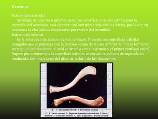 Extremos

Extremidad acromial:
    Aplanada de superior a inferior, tiene una superficie articular elíptica para la
inserción del acromion, casi siempre esta cara mira hacia abajo y afuera, por lo que en
ocasiones la clavícula se desplazarse por encima del acromion.
Extremidad esternal:
    Es la zona con más tamaño de todo el hueso. Presenta una superficie articular
triangular que se prolonga con la porción vecina de la cara inferior del hueso formando
un ángulo diedro saliente, el cual se articula con el esternón y el primer cartílago costal.
Supero posteriormente a la superficie articular se encuentra cubierta de rugosidades
producidas por inserciones del disco articular y de los ligamentos.
 