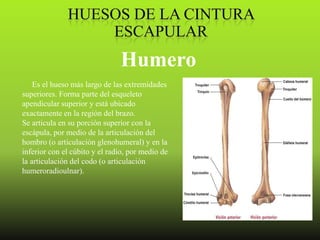 Humero
    Es el hueso más largo de las extremidades
superiores. Forma parte del esqueleto
apendicular superior y está ubicado
exactamente en la región del brazo.
Se articula en su porción superior con la
escápula, por medio de la articulación del
hombro (o articulación glenohumeral) y en la
inferior con el cúbito y el radio, por medio de
la articulación del codo (o articulación
humeroradioulnar).
 
