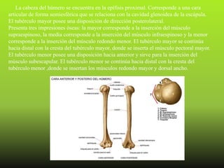 La cabeza del húmero se encuentra en la epífisis proximal. Corresponde a una cara
articular de forma semiesférica que se relaciona con la cavidad glenoidea de la escápula.
El tubérculo mayor posee una disposición de dirección posterolateral.
Presenta tres impresiones óseas: la mayor corresponde a la inserción del músculo
supraespinoso, la media corresponde a la inserción del músculo infraespinoso y la menor
corresponde a la inserción del músculo redondo menor. El tubérculo mayor se continúa
hacia distal con la cresta del tubérculo mayor, donde se inserta el músculo pectoral mayor.
El tubérculo menor posee una disposición hacia anterior y sirve para la inserción del
músculo subescapular. El tubérculo menor se continúa hacia distal con la cresta del
tubérculo menor ,donde se insertan los músculos redondo mayor y dorsal ancho.
 