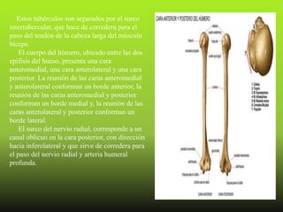 Estos tubérculos son separados por el surco
intertubercular, que hace de corredera para el
paso del tendón de la cabeza larga del músculo
bíceps.
    El cuerpo del húmero, ubicado entre las dos
epífisis del hueso, presenta una cara
anteromedial, una cara anterolateral y una cara
posterior. La reunión de las caras anteromedial
y anterolateral conforman un borde anterior, la
reunión de las caras anteromedial y posterior
conforman un borde medial y, la reunión de las
caras anterolateral y posterior conforman un
borde lateral.
    El surco del nervio radial, corresponde a un
canal oblicuo en la cara posterior, con dirección
hacia inferolateral y que sirve de corredera para
el paso del nervio radial y arteria humeral
profunda.
 