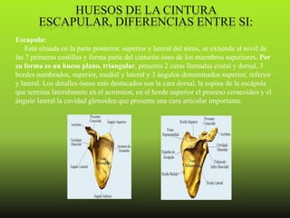 Escapula:
    Está situada en la parte posterior, superior y lateral del tórax, se extiende al nivel de
las 7 primeras costillas y forma parte del cinturón óseo de los miembros superiores. Por
su forma es un hueso plano, triangular, presenta 2 caras llamadas costal y dorsal, 3
bordes nombrados, superior, medial y lateral y 3 ángulos denominados superior, inferior
y lateral. Los detalles óseos más destacados son la cara dorsal, la espina de la escápula
que termina lateralmente en el acromion, en el borde superior el proceso coracoideo y el
ángulo lateral la cavidad glenoidea que presenta una cara articular importante.
 