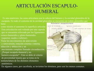 Es una enartrosis, las caras articulares son la cabeza del húmero y la cavidad glenoidea de la
 escápula. En todo el contorno de la cavidad glenoidea se encuentra un rodete glenoideo que
tiene
como misión el aumentar la superficie articular.
 Esta articulación está rodeada por una capsula
 que se encuentra reforzada por los ligamentos
coraco-humerales y gleno-humerales
 (superior, medio e inferior).
Tiene los movimientos de anteversión
 y retroversión, rotación externa e interna,
aducción y abducción y un
 movimiento completo llamado circunducción.
 ¿Porqué escapulo-humeral y no
 humero-escapular? : Esto se debe al criterio
 de proximidad lejanía que se toma en la
nomenclatura de los distintos elementos
 anatómicos.
 En algunos casos, por cacofonía, se invierten los términos, pero son los menos comunes.
 