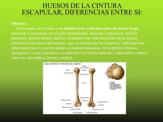 Húmero:
   Está situado en el brazo y se clasifica por su forma como un hueso largo
(parecido a un bastón con el puño redondeado), presenta 3 porciones: epífisis
proximal, epífisis distal y diáfisis. El detalle óseo más destacado en la epífisis
proximal es la cabeza del húmero, que se articula con la escápula y sobresalen los
tubérculos mayor y menor donde se insertan músculos. En la epífisis distal se
distinguen 2 caras articulares, la cabecita y la tróclea humeral y sobresalen a ambos
lados los epicondilos lateral y medial.
 