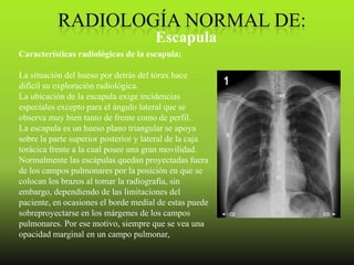 Escapula
Características radiológicas de la escapula:

La situación del hueso por detrás del tórax hace
difícil su exploración radiológica.
La ubicación de la escapula exige incidencias
especiales excepto para el ángulo lateral que se
observa muy bien tanto de frente como de perfil.
La escapula es un hueso plano triangular se apoya
sobre la parte superior posterior y lateral de la caja
torácica frente a la cual posee una gran movilidad.
Normalmente las escápulas quedan proyectadas fuera
de los campos pulmonares por la posición en que se
colocan los brazos al tomar la radiografía, sin
embargo, dependiendo de las limitaciones del
paciente, en ocasiones el borde medial de estas puede
sobreproyectarse en los márgenes de los campos
pulmonares. Por ese motivo, siempre que se vea una
opacidad marginal en un campo pulmonar,
 