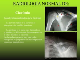 Clavícula
Características radiológicas de la clavícula:

   La porción medial de la clavícula se
superpone a las costillas superiores.

    La clavícula es el hueso más fracturado en
el hombro y el 90% de estas fracturas ocurre en
el tercio medio de la clavícula
La clavícula se proyecta muy bien en las
radiografías lo que permite un fácil diagnostico
en caso de traumatismos.
 