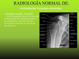 Articulación Acromio-clavicular
Articulación Acromio - Clavicular:
    Une la extremidad lateral de la clavícula
al borde medial del acromion pertenece a
las articulaciones sinoviales móviles:
Es frecuente la luxación en este tipo de
articulaciones.
 