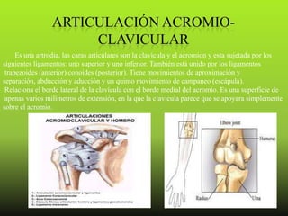 Es una artrodia, las caras articulares son la clavícula y el acromion y esta sujetada por los
siguientes ligamentos: uno superior y uno inferior. También está unido por los ligamentos
 trapezoides (anterior) conoides (posterior). Tiene movimientos de aproximación y
separación, abducción y aducción y un quinto movimiento de campaneo (escápula).
 Relaciona el borde lateral de la clavícula con el borde medial del acromio. Es una superficie de
 apenas varios milímetros de extensión, en la que la clavícula parece que se apoyara simplemente
sobre el acromio.
 