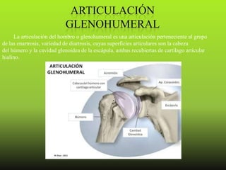 La articulación del hombro o glenohumeral es una articulación perteneciente al grupo
de las enartrosis, variedad de diartrosis, cuyas superficies articulares son la cabeza
del húmero y la cavidad glenoidea de la escápula, ambas recubiertas de cartílago articular
hialino.
 