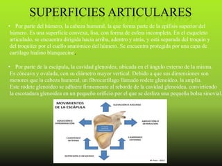 • Por parte del húmero, la cabeza humeral, la que forma parte de la epífisis superior del
 húmero. Es una superficie convexa, lisa, con forma de esfera incompleta. En el esqueleto
 articulado, se encuentra dirigida hacia arriba, adentro y atrás, y está separada del troquín y
 del troquíter por el cuello anatómico del húmero. Se encuentra protegida por una capa de
 cartílago hialino blanquecino.

• Por parte de la escápula, la cavidad glenoidea, ubicada en el ángulo externo de la misma.
 Es cóncava y ovalada, con su diámetro mayor vertical. Debido a que sus dimensiones son
 menores que la cabeza humeral, un fibrocartílago llamado rodete glenoideo, la amplía.
 Este rodete glenoideo se adhiere firmemente al reborde de la cavidad glenoidea, convirtiendo
 la escotadura glenoidea en un pequeño orificio por el que se desliza una pequeña bolsa sinovial.
 