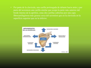 • Por parte de la clavícula, una carilla prolongada de delante hacia atrás y por
  parte del acromion una carilla similar que ocupa la parte más anterior del
  borde interno de la apófisis, estas dos carillas cubiertas por una capa
  fibrocartilaginosa más gruesa cerca del acromion que en la clavícula en la
  superficie superior que en la inferior.
 