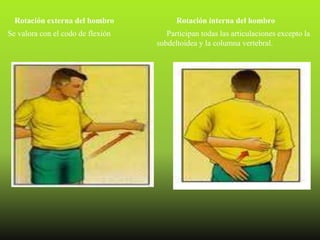 Rotación externa del hombro            Rotación interna del hombro
Se valora con el codo de flexión      Participan todas las articulaciones excepto la
                                   subdeltoidea y la columna vertebral.
 