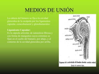 La cabeza del húmero se fija a la cavidad
glenoidea de la escápula por los ligamentos
capsular, coracohumeral y glenohumerales:

Ligamiento Capsular:
Es la cápsula articular, de naturaleza fibrosa y
con forma de manguitos cuyos extremos se
fijan en el cuello del húmero, por abajo, y el
contorno de la cavidad glenoidea por arriba.
 