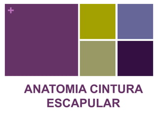 +
ANATOMIA CINTURA
ESCAPULAR
UNIVERSIDAD DE
GUADALAJARA
CENTRO
UNIVERSITARIO DE
CIENCIAS EXACTAS E
INGENIERIAS
 