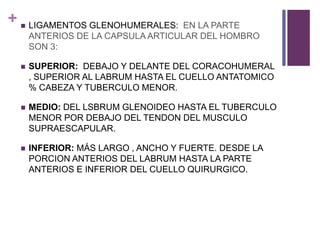 +  LIGAMENTOS GLENOHUMERALES: EN LA PARTE
ANTERIOS DE LA CAPSULA ARTICULAR DEL HOMBRO
SON 3:
 SUPERIOR: DEBAJO Y DELANTE DEL CORACOHUMERAL
, SUPERIOR AL LABRUM HASTA EL CUELLO ANTATOMICO
% CABEZA Y TUBERCULO MENOR.
 MEDIO: DEL LSBRUM GLENOIDEO HASTA EL TUBERCULO
MENOR POR DEBAJO DEL TENDON DEL MUSCULO
SUPRAESCAPULAR.
 INFERIOR: MÁS LARGO , ANCHO Y FUERTE. DESDE LA
PORCION ANTERIOS DEL LABRUM HASTA LA PARTE
ANTERIOS E INFERIOR DEL CUELLO QUIRURGICO.
 