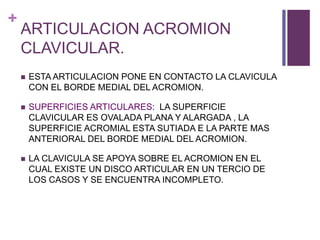 +
ARTICULACION ACROMION
CLAVICULAR.
 ESTA ARTICULACION PONE EN CONTACTO LA CLAVICULA
CON EL BORDE MEDIAL DEL ACROMION.
 SUPERFICIES ARTICULARES: LA SUPERFICIE
CLAVICULAR ES OVALADA PLANA Y ALARGADA , LA
SUPERFICIE ACROMIAL ESTA SUTIADA E LA PARTE MAS
ANTERIORAL DEL BORDE MEDIAL DEL ACROMION.
 LA CLAVICULA SE APOYA SOBRE EL ACROMION EN EL
CUAL EXISTE UN DISCO ARTICULAR EN UN TERCIO DE
LOS CASOS Y SE ENCUENTRA INCOMPLETO.
 