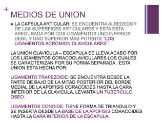 +
MEDIOS DE UNION
 LA CAPSULA ARTICULAR: SE ENCUENTRA ALREDEDOR
DE LAS SUPERFICES ARTICULARES Y ESTA ESTA
ASEGURADA POR DOS LIGAMENTOS UNO INFERIOS
DEBIL Y UNO SUPERIOR MAS POTENTE “LOS
LIGAMENTOS ACROMION CLAVICULARES”.
LA UNION CLAVICULA – ESCAPULA SE LLEVA ACABO POR
LOS LIGAMENTOS CORACOCLAVICULARES LOS CUALES
SE CARACTERIZAN POR SU FORMA SEPARADA . ESTA
UNION ESTA HECHA POR:
LIGAMENTO TRAPEZOIDE: SE ENCUENTRA DESDE LA
PARTE DE BAJO DE LA MITAD POSTERIOR DEL BORDE
MEDIAL DE LA APOFISIS CORACOIDES HASTA LA CARA
INFERIOR DE LA CLAVICULA, LEVANTA UN TUBERCULO
OSEO.
LIGAMENTOS CONOIDE: TIENE FORMA DE TRIANGULO Y
SE INSERTA DESDE LA BASE DE LA APOFISIS CORACOIDES
HASTA LA CARA INFERIOR DE LA ESCAPULA.
 
