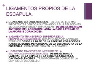+
LIGAMENTOS PROPIOS DE LA
ESCAPULA.
 LIGAMENTO CORACO ACROMIAL: ES UNO DE LOS MAS
INPORTANTES DEBIDO A SU TAMAÑO Y A SUS RELACIONES .
ES UNA CINTA FIBROSA TRIANGULAR . DESDE EXTREMIDAN
ANTERIOR DEL ACROMION HASTA LA BASE LATERAR DE
LA APOFISIS CORACOIDES.
 LIGAMENTO TRANSVERSO SUPERIOR DE LA
ESCAPULA(CORACOIDEO): CITA PEQUÑA Y APLANADA SE
EXTIENDE DESDE LA BASE DE LA APOFISIS CORACOIDES
HASTA EL BORDE PEROMEDIAL DE LA ESCOTADURA DE LA
ESCAPULA , CONVIENTE ESTA EN UN FORAMEN.
 LIGAMENTO TRANSVERSO INFERIOR DE LA
ESCAPULA(ESPINOGLENOIDEO) : DESDE EL BORDE
LATERAL DE LA ESPINA DE LA ESCAPULA HASTA LA
CAVIDAD GLENOIDEA , TRANSFORMA EN CONDUCTO LA
DEPRESION DEL CUELLO.
 