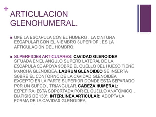 +
ARTICULACION
GLENOHUMERAL.
 UNE LA ESCAPULA CON EL HUMERO , LA CINTURA
ESCAPULAR CON EL MIEMBRO SUPERIOR , ES LA
ARTICULACION DEL HOMBRO.
 SUPERFICIES ARTICULARES: CAVIDAD GLENOIDEA
SITUADA EN EL ANGULO SUPERO LATERAL DE LA
ESCAPULA SE APOYA SOBRE EL CUELLO DEL HUESO TIENE
MANCHA GLENOIDEA. LABRUM GLENOIDEO SE INSERTA
SOBRE EL CONTORNO DE LA CAVIDAD GLENOIDEA
EXCEPTO EN LA PARTE SUPERIOR DONDE ESTA SEPARADO
POR UN SURCO , TRIANGULAR. CABEZA HUMERAL:
ESPEFIRA, ESTA SOPORTADA POR EL CUELLO ANATOMICO ,
DIAFISIS DE 130ª. INTERLINEA ARTICULAR: ADOPTA LA
FORMA DE LA CAVIDAD GLENOIDEA.
 