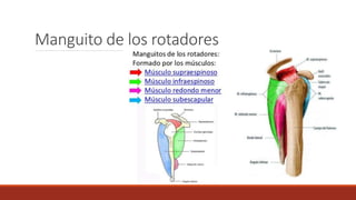 Manguito de los rotadores
 