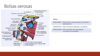 Bolsas serosas
 