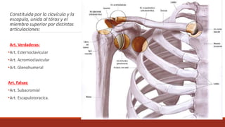 Constituida por la clavícula y la
escapula, unida al tórax y el
miembro superior por distintas
articulaciones:
Art. Verdaderas:
•Art. Esternoclavicular
•Art. Acromioclavicular
•Art. Glenohumeral
Art. Falsas:
•Art. Subacromial
•Art. Escapulotoracica.
 