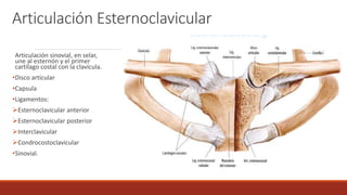 Articulación Esternoclavicular
Articulación sinovial, en selar,
une al esternón y el primer
cartílago costal con la clavícula.
•Disco articular
•Capsula
•Ligamentos:
Esternoclavicular anterior
Esternoclavicular posterior
Interclavicular
Condrocostoclavicular
•Sinovial.
 