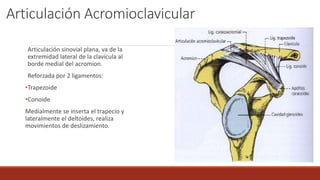 Articulación Acromioclavicular
Articulación sinovial plana, va de la
extremidad lateral de la clavícula al
borde medial del acromion.
Reforzada por 2 ligamentos:
•Trapezoide
•Conoide
Medialmente se inserta el trapecio y
lateralmente el deltoides, realiza
movimientos de deslizamiento.
 