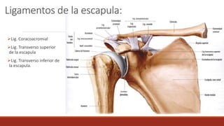 Ligamentos de la escapula:
Lig. Coracoacromial
Lig. Transverso superior
de la escapula
Lig. Transverso inferior de
la escapula.
 