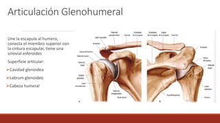 Articulación Glenohumeral
Une la escapula al humero,
conecta el miembro superior con
la cintura escapular, tiene una
sinovial esferoides
Superficie articular:
Cavidad glenoidea
Labrum glenoideo
Cabeza humeral
 