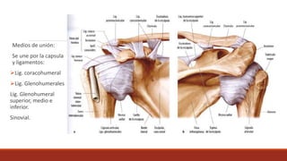 Medios de unión:
Se une por la capsula
y ligamentos:
Lig. coracohumeral
Lig. Glenohumerales
Lig. Glenohumeral
superior, medio e
inferior.
Sinovial.
 