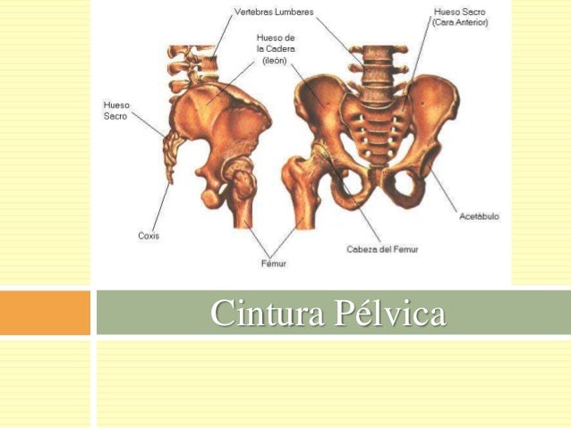 Cintura escapular y pelvica