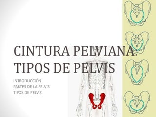 CINTURA PELVIANA:
TIPOS DE PELVIS
INTRODUCCIÓN
PARTES DE LA PELVIS
TIPOS DE PELVIS
 