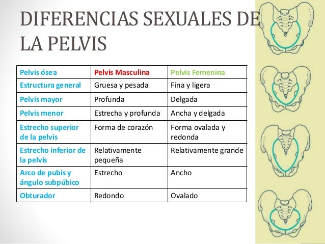 Cintura pelviana, (TIPOS DE PELVIS)