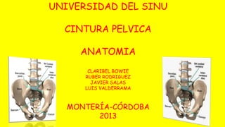 UNIVERSIDAD DEL SINU 
CINTURA PELVICA 
ANATOMIA 
CLARIBEL BOWIE 
RUBER RODRIGUEZ 
JAVIER SALAS 
LUIS VALDERRAMA 
MONTERÍA-CÓRDOBA 
2013 
 
