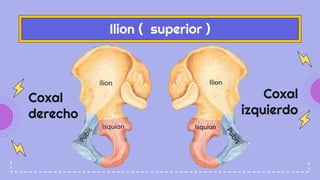 Ilion ( superior )
Coxal
derecho
Coxal
izquierdo
 
