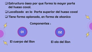 Componentes :
 Localizado en la Parte superior del hueso coxal
 Estructura ósea par que forma la mayor parte
del hueso coxal.
 Tiene forma aplanada, en forma de abanico
El cuerpo del ilion El ala del ilion
01 02
 